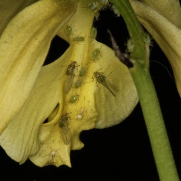 Болезни и вредители орхидей