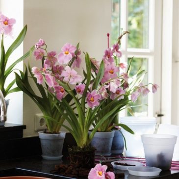 Нужно ли пересаживать цветущую орхидею